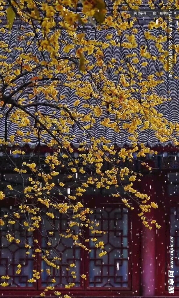 红墙下的金黄银杏枝叶