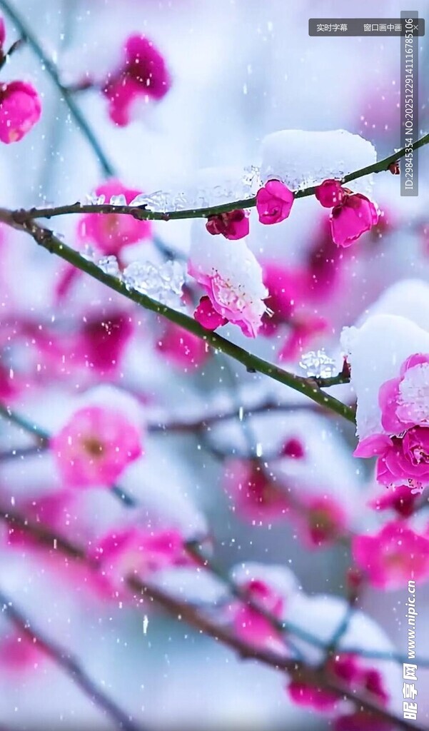 雪中绽放的粉嫩梅花