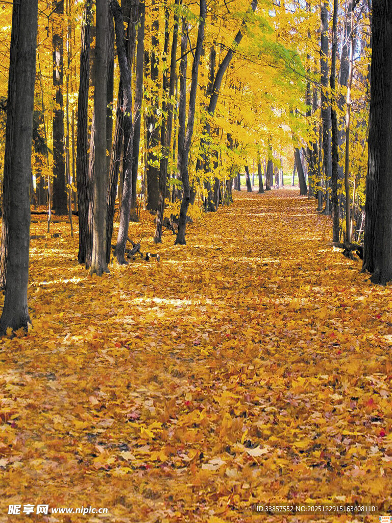 秋日林间落叶铺就的美景