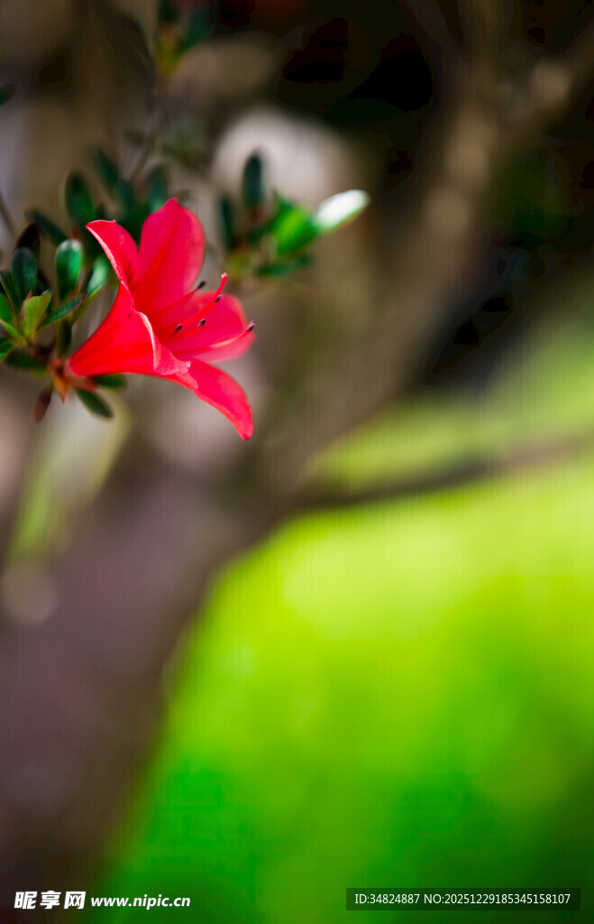 枝头绽放的艳丽红杜鹃