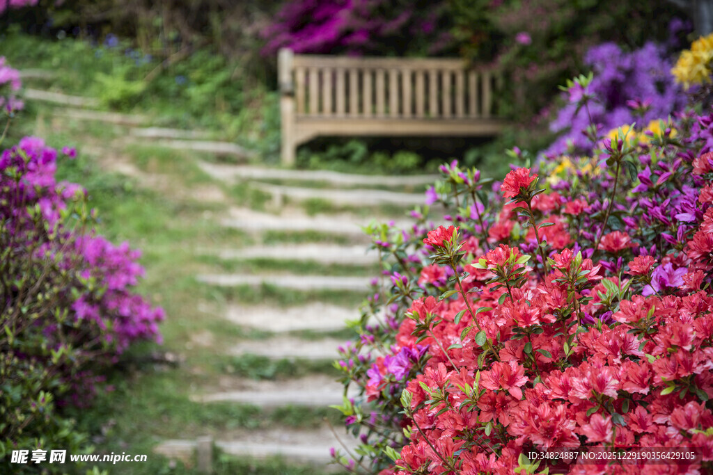 花园小径旁的缤纷花卉