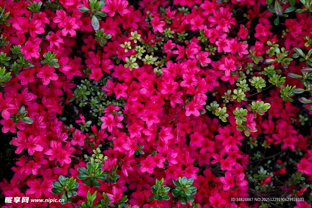 艳丽玫红花朵绽放