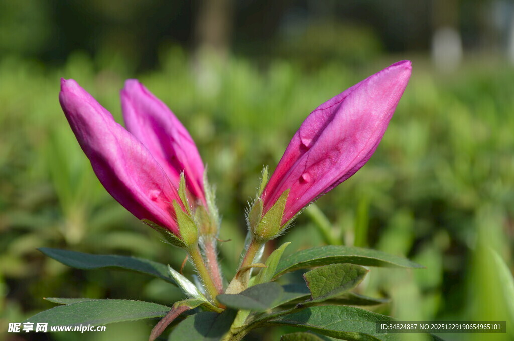 娇艳绽放的粉色杜鹃花
