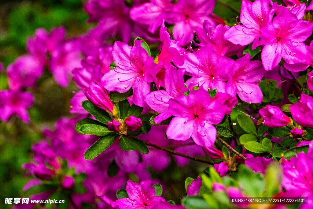 艳丽绽放的粉紫色杜鹃花