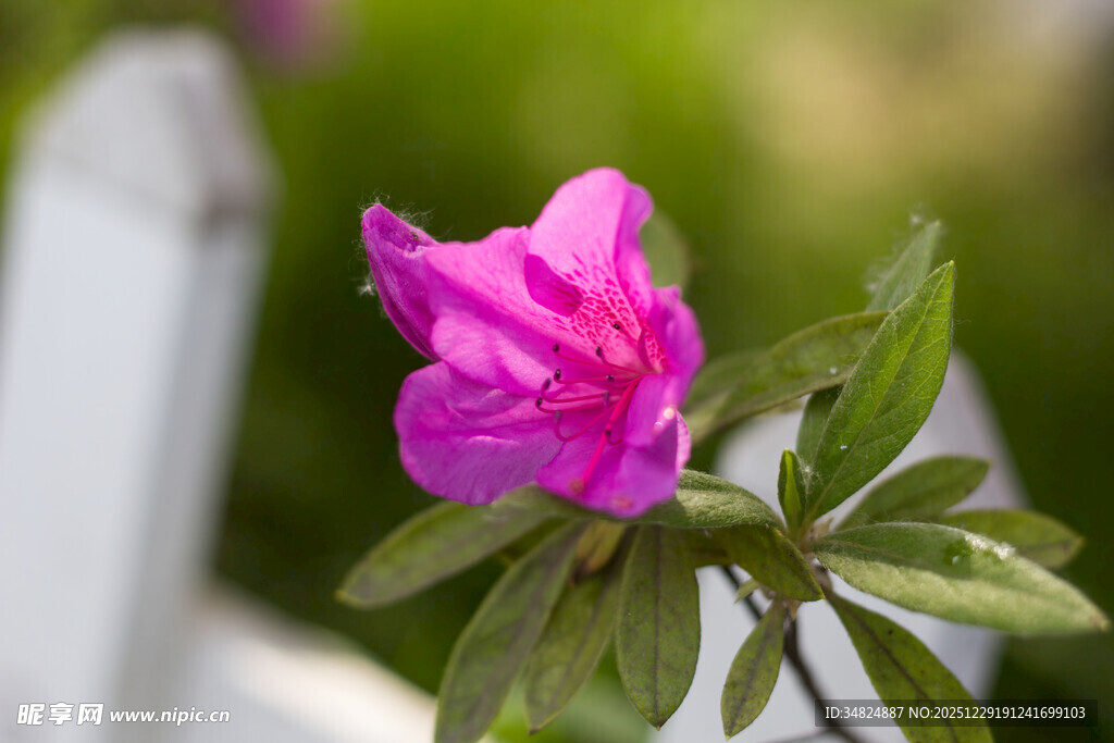 娇艳绽放的粉色杜鹃花