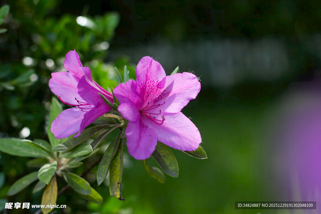 娇艳紫杜鹃绽放