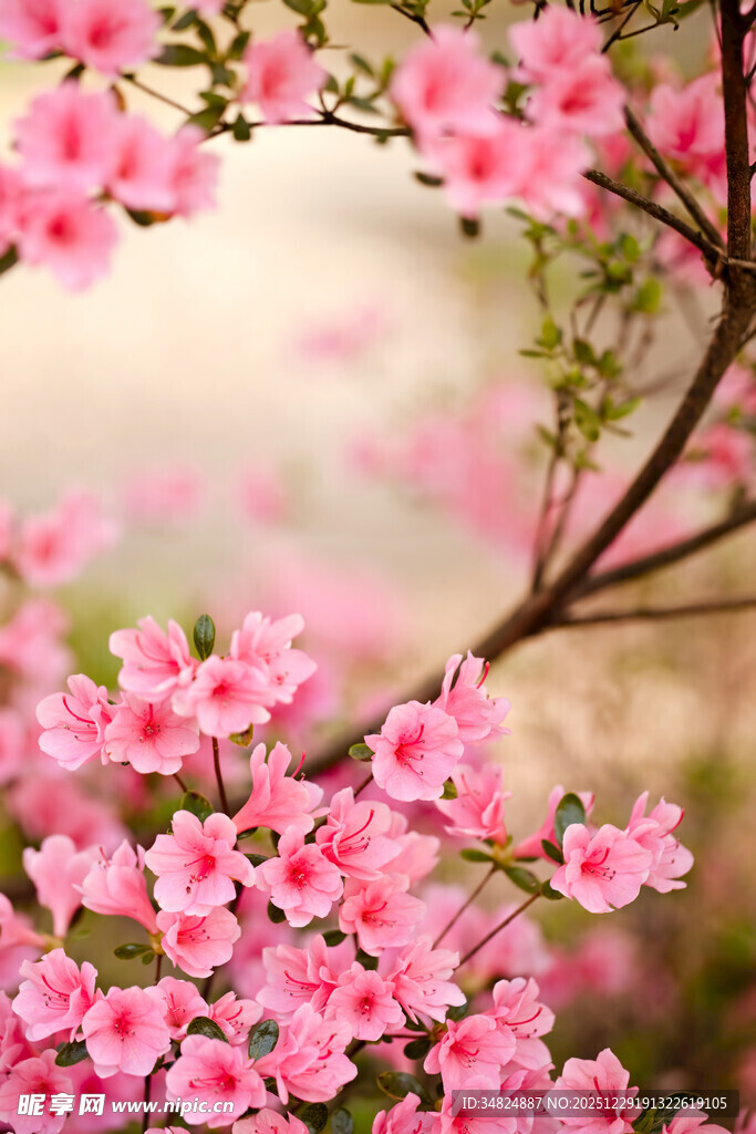烂漫粉色花枝绽放