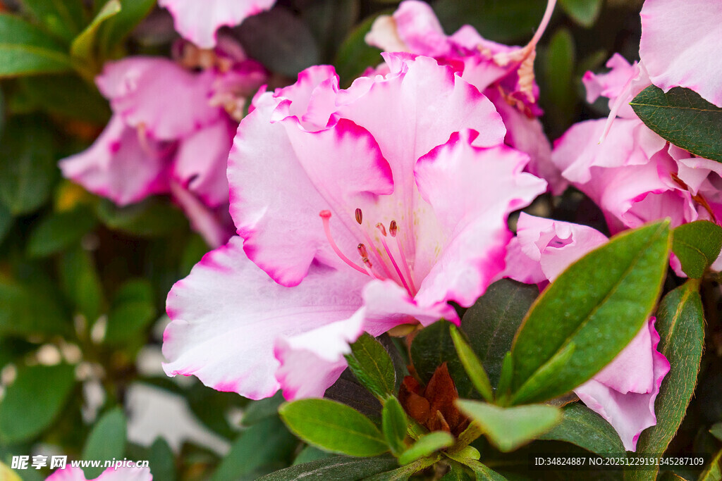 粉色娇艳杜鹃花绽放