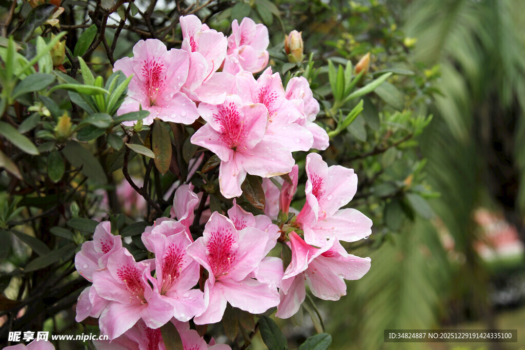 娇艳粉色杜鹃花绽放