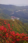 山间红花盛放