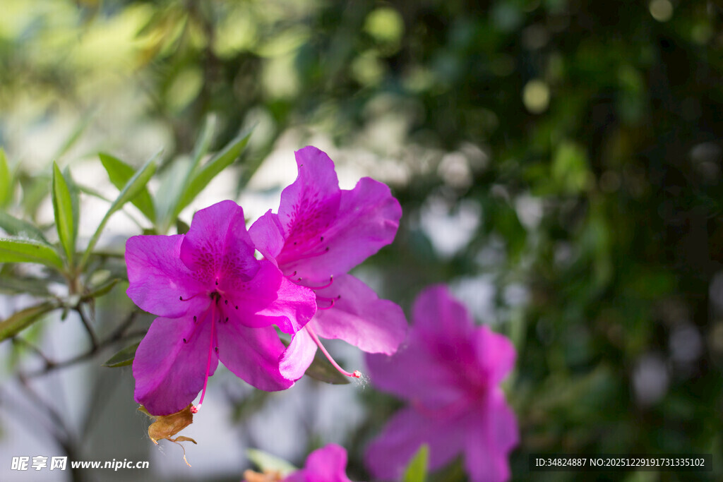 娇艳紫花绽放枝头