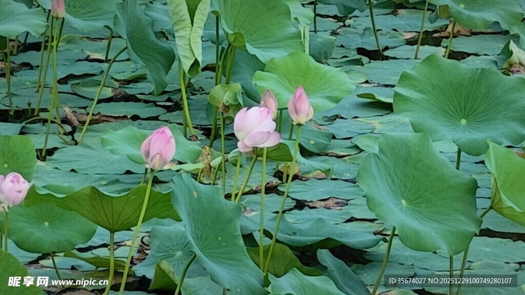 荷塘中的粉嫩荷花绽放
