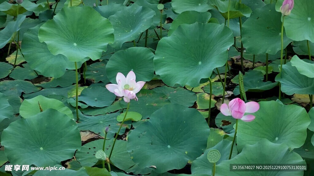 荷塘中的粉嫩荷花与荷叶