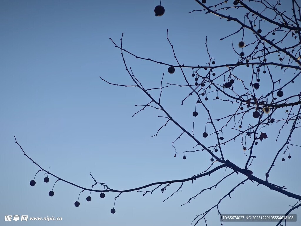 蓝天枯枝挂果景象