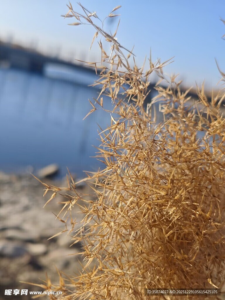 河畔枯黄植物特写