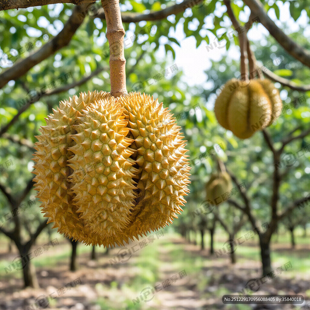 果园里的金枕榴莲
