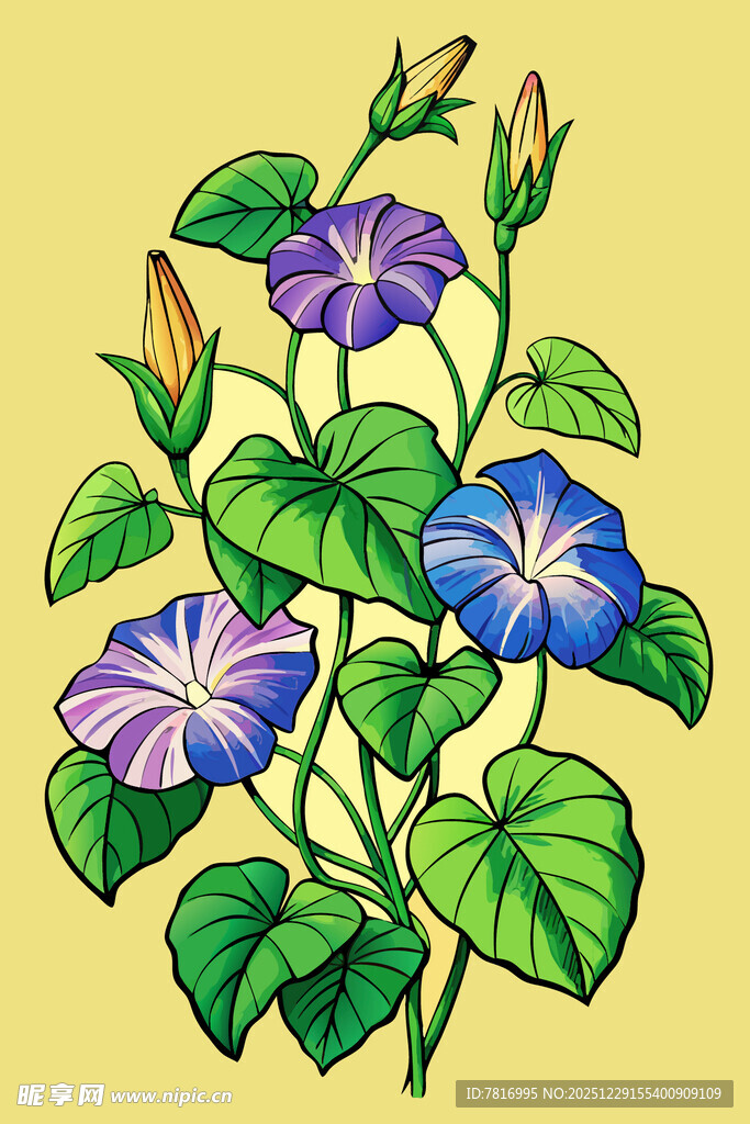 手绘牵牛花插画