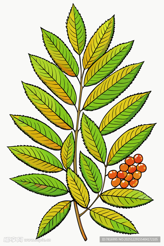 绿叶红果的植物插画