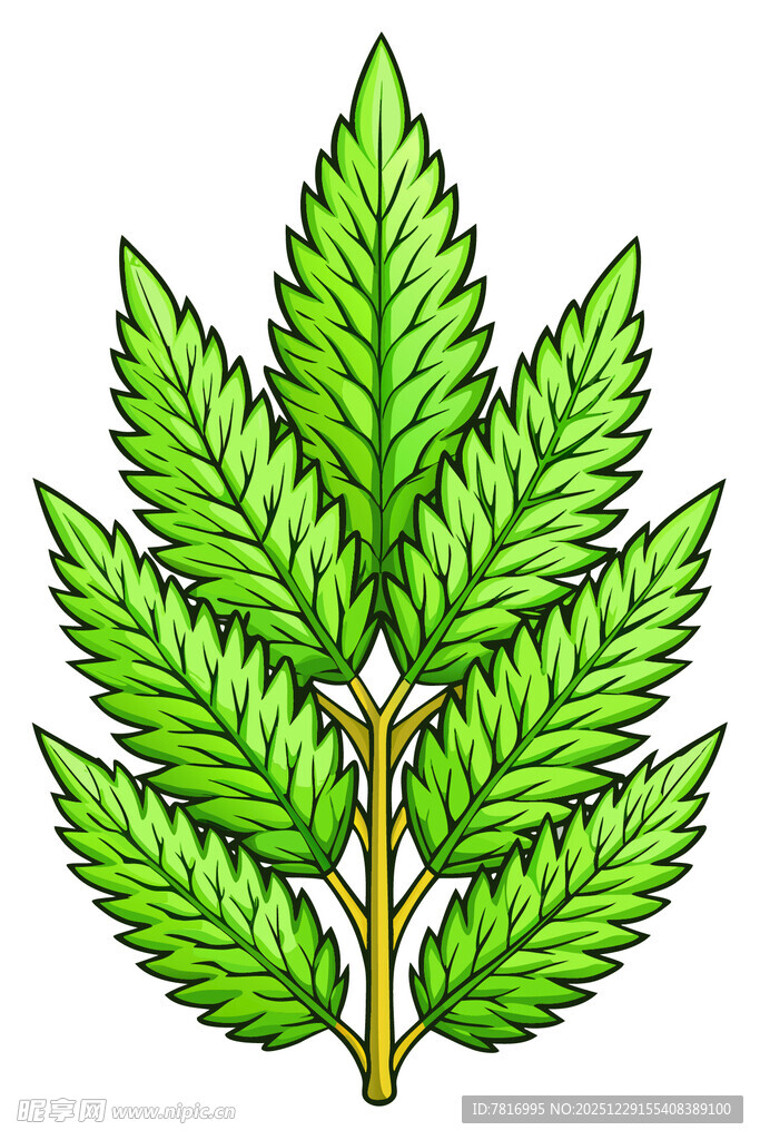 绿色羽状复叶植物插画