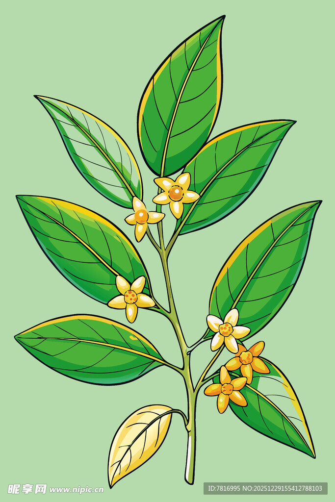 手绘清新桂花枝叶图