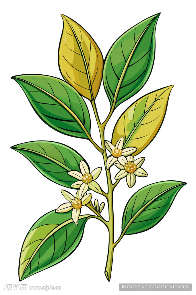 柑橘枝叶花朵手绘插画