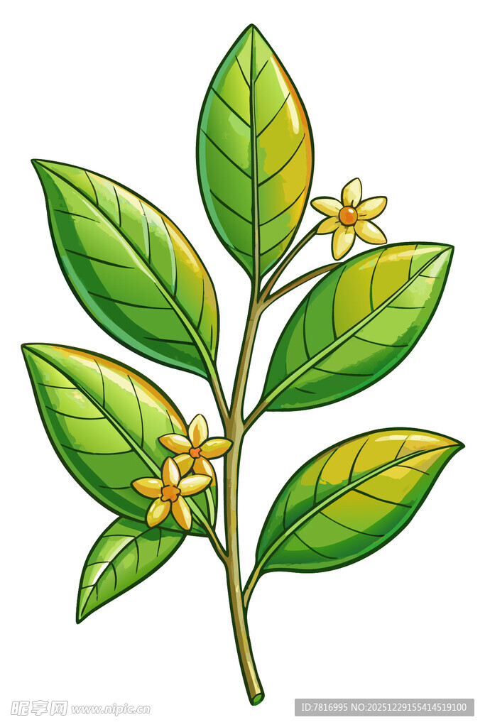 柑橘枝叶花朵插画