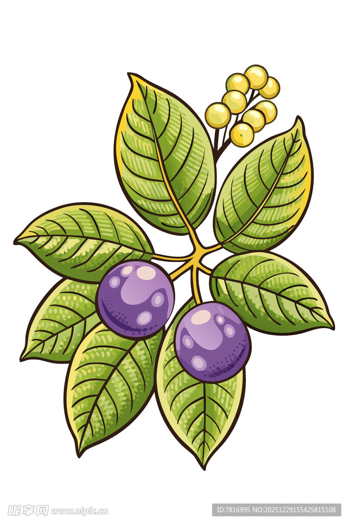手绘紫果绿叶植物插画