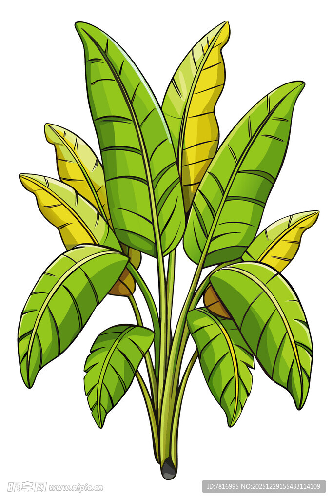 香蕉植株插画