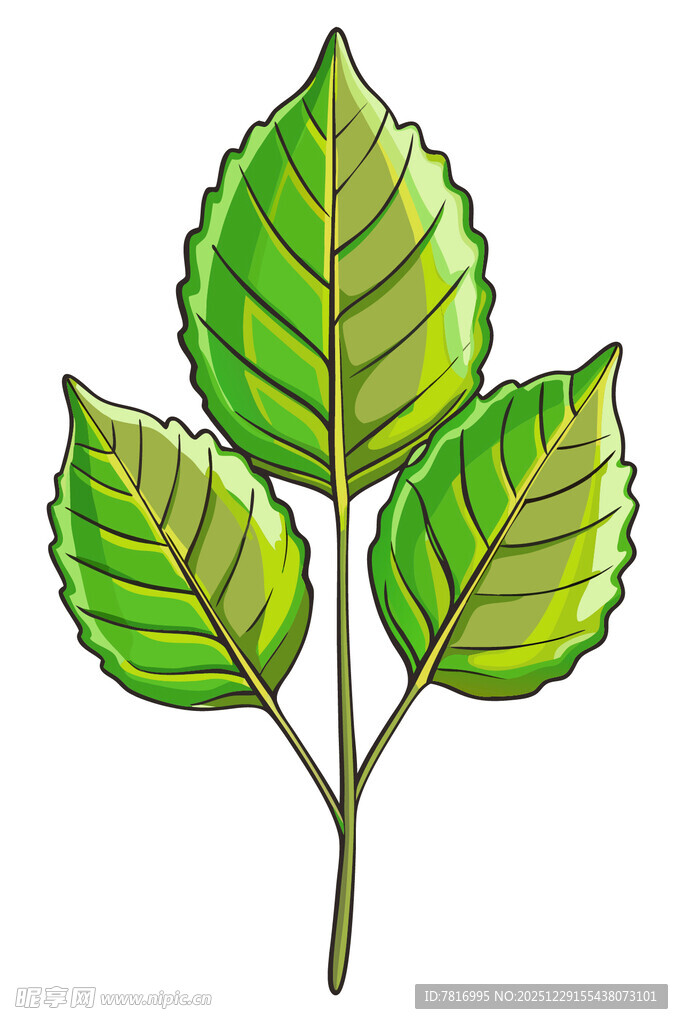 三片绿叶植物插画