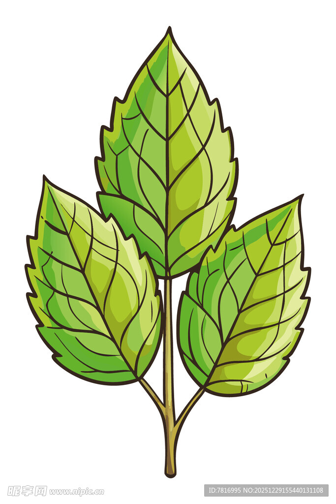 三片绿叶插画
