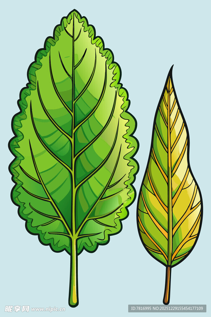 三片形态各异的绿色叶子