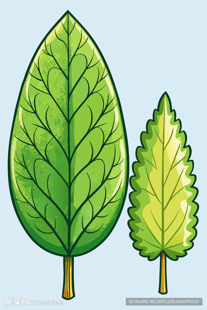 两片各异的绿色树叶
