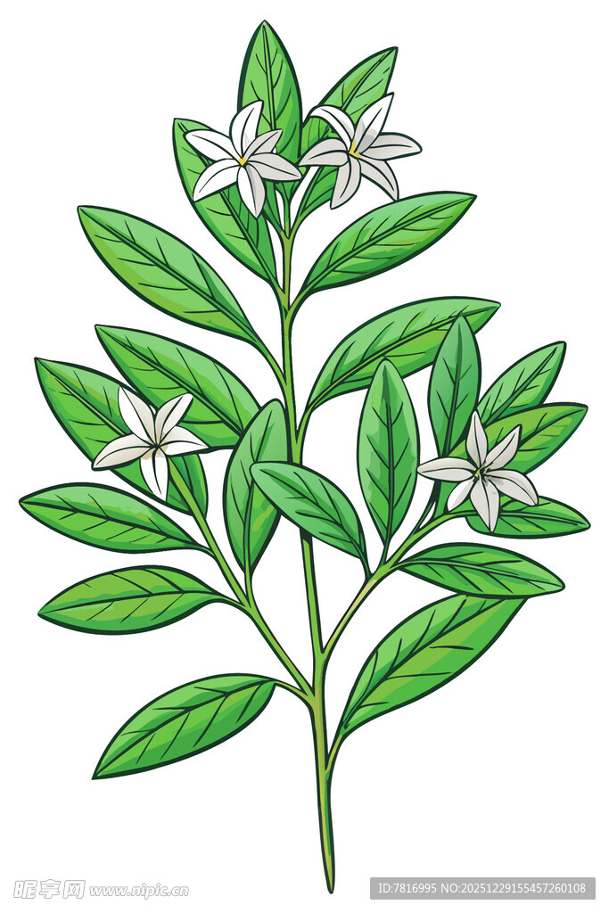 绿叶白花植物插画