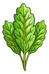 新鲜绿叶蔬菜插画