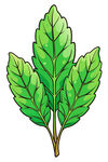 三片鲜绿叶片插画
