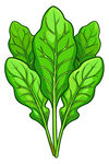 新鲜菠菜插画