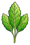 新鲜绿叶蔬菜插画