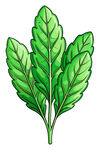 鲜绿叶片插画