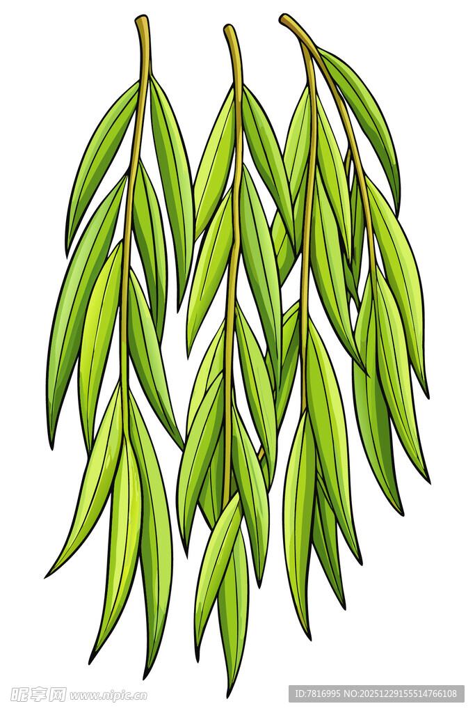 翠绿柳叶插画