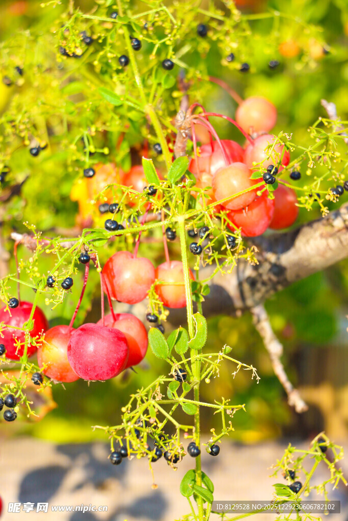 枝头红果绿叶相映成趣