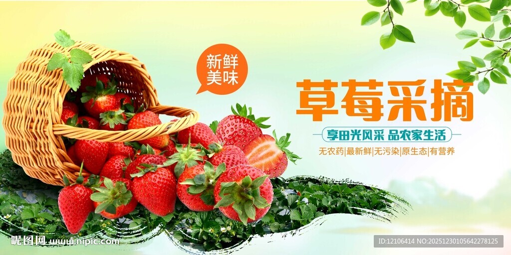 草莓采摘