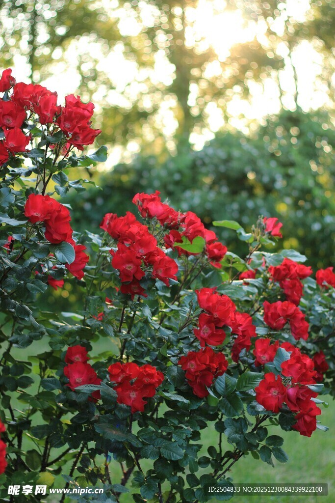 绽放的艳丽红蔷薇