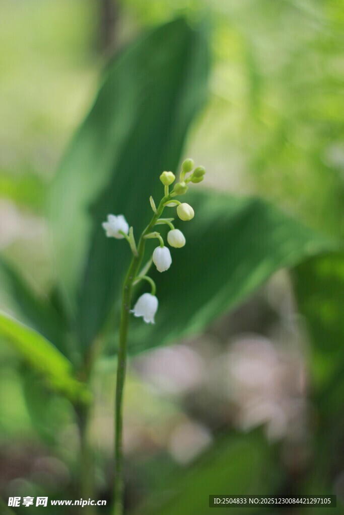 铃兰花绽放于绿叶间
