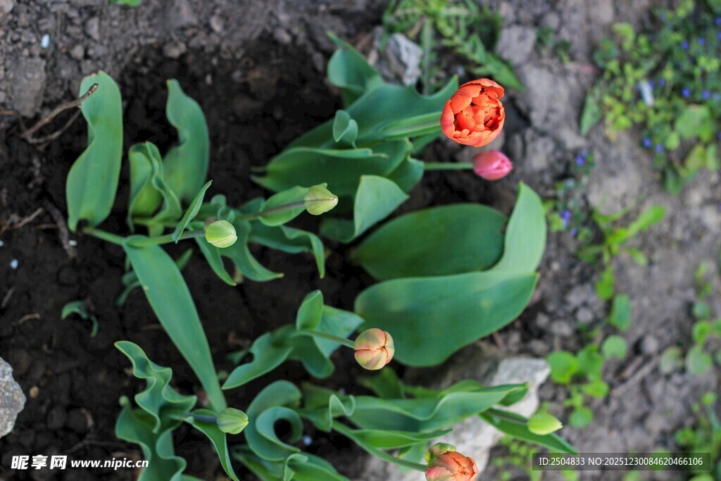 岩石边的多彩花朵植物