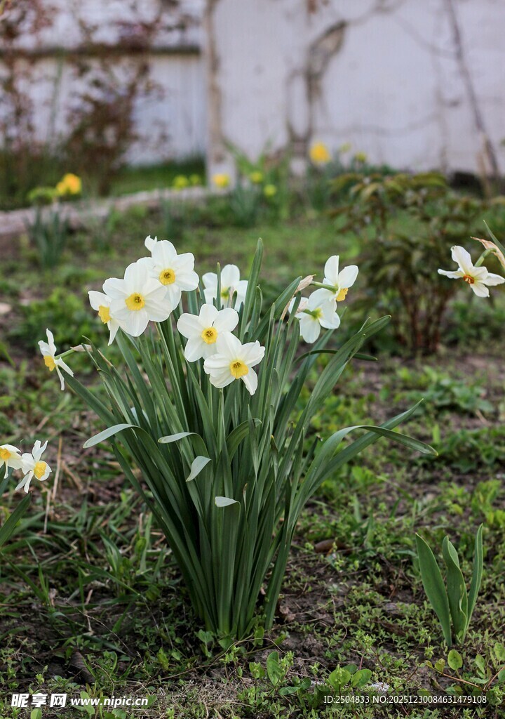 绽放的白色水仙花