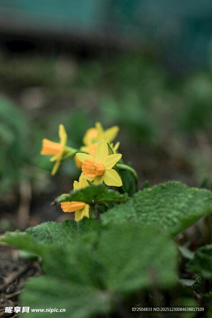 黄色小花绽放绿叶间