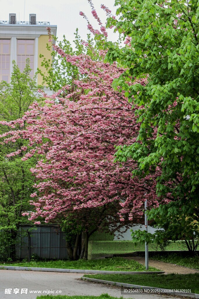 春日盛开的烂漫粉色樱花