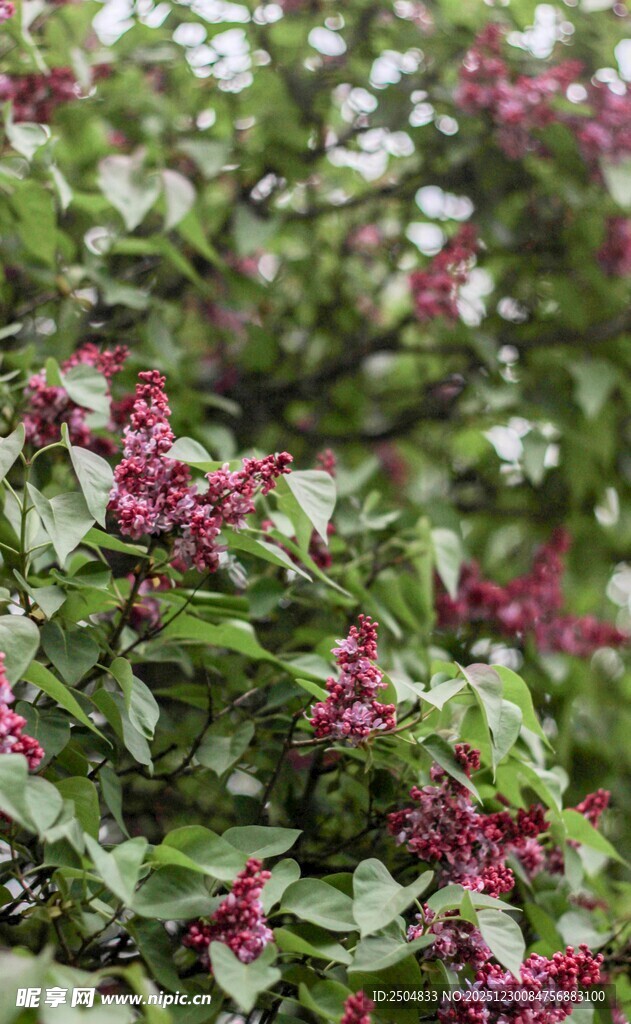 绿叶间的紫花绽放