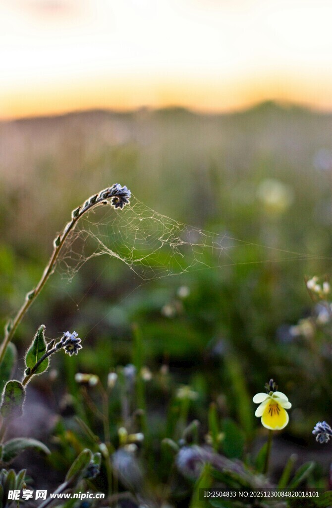 夕阳下的草地小花
