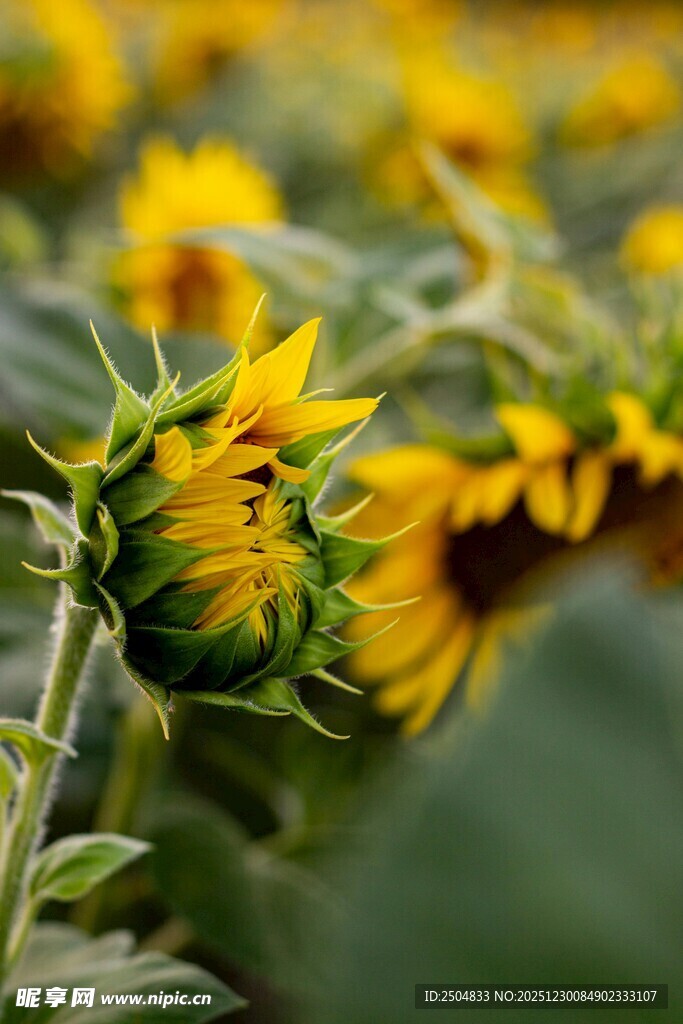 向日葵花海绽放的美丽